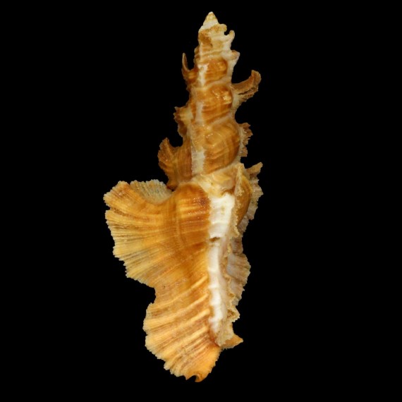 elongatus