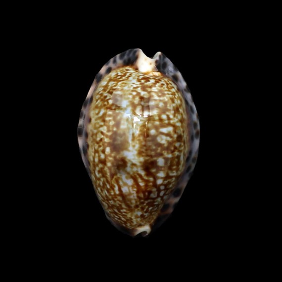 arabicula