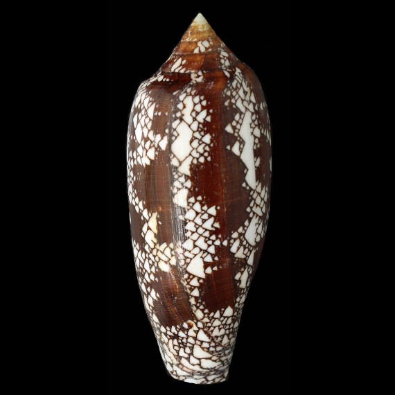 aulicus 140,0mm