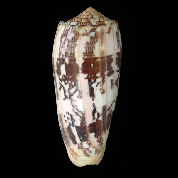 striatus 121,4mm BIG