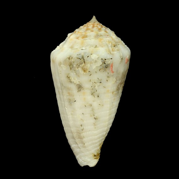 sulcatus samiae
