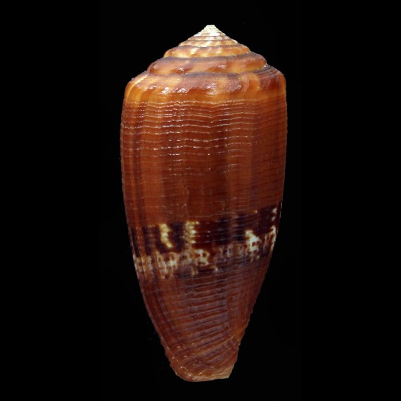 coccineus 49,3mm