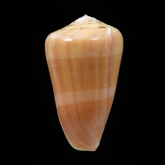 lohri 45,1mm