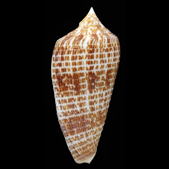 armadillo 74,8mm SUPERB