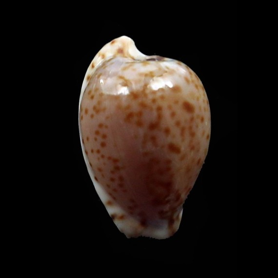 mikeharti 18,1mm