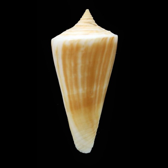capreolus 40,0mm