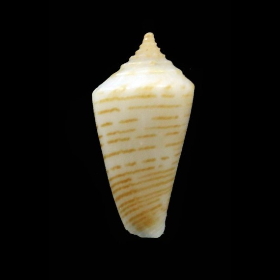 kanakinus 16,7mm