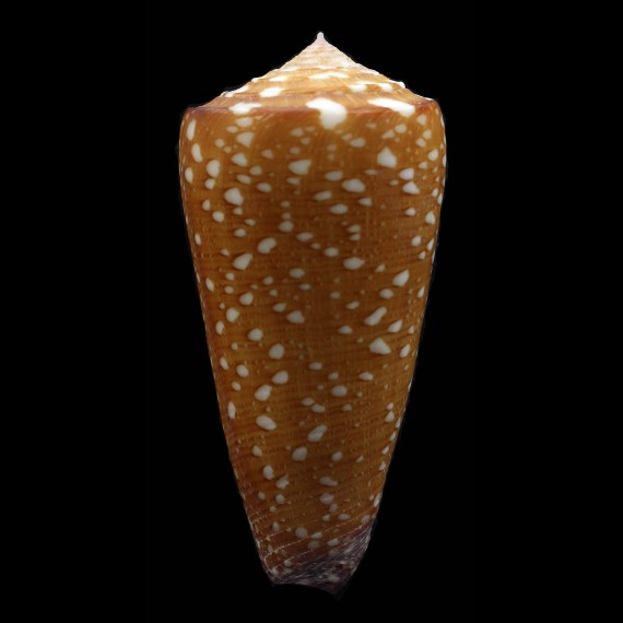 nobilis abbai 53,8mm
