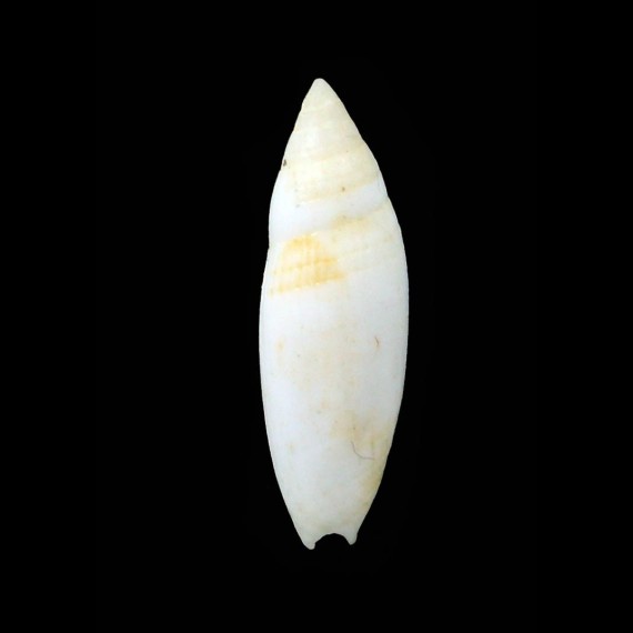 newcombii 24,0mm