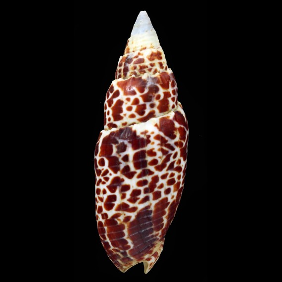 papalis 101,1mm SUPERB