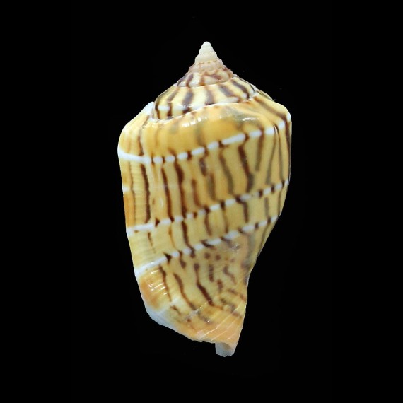 mutabilis zebriolatus 27,4mm