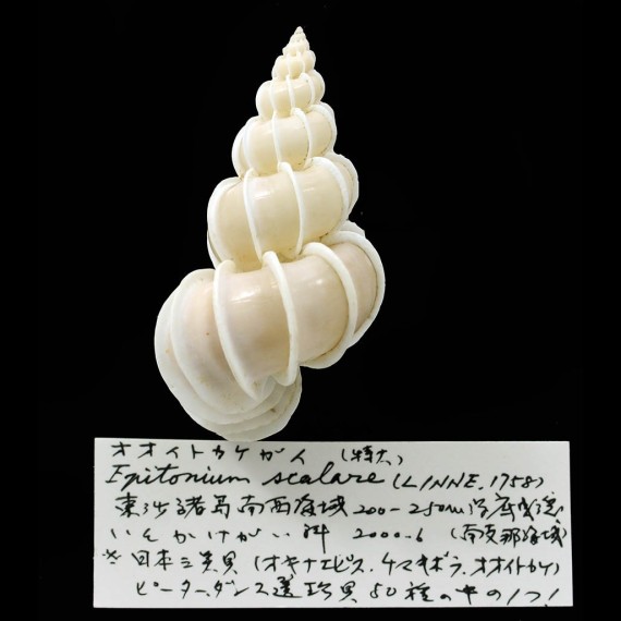 scalare 61,8mm
