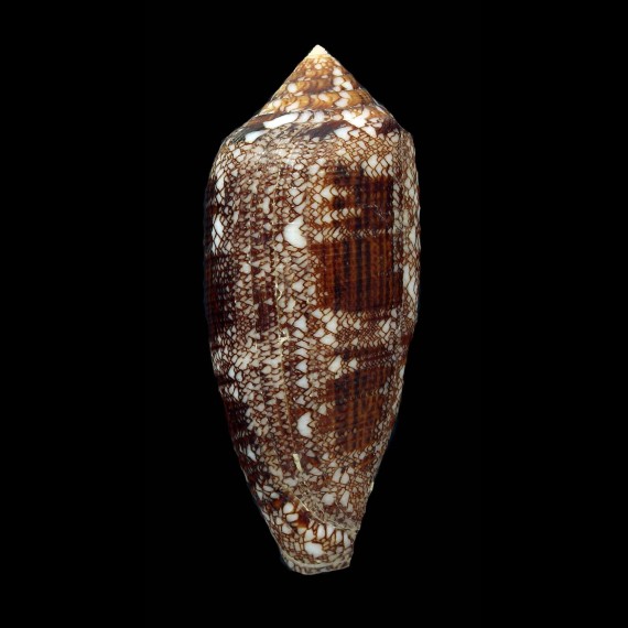 aureus 68,2mm