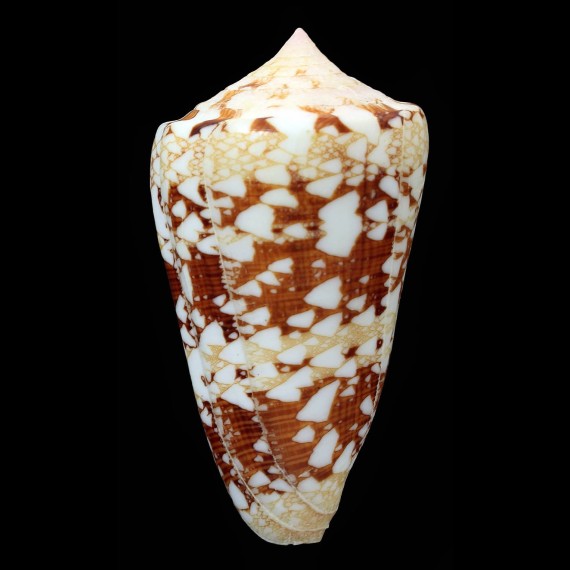 ammiralis 80,8mm