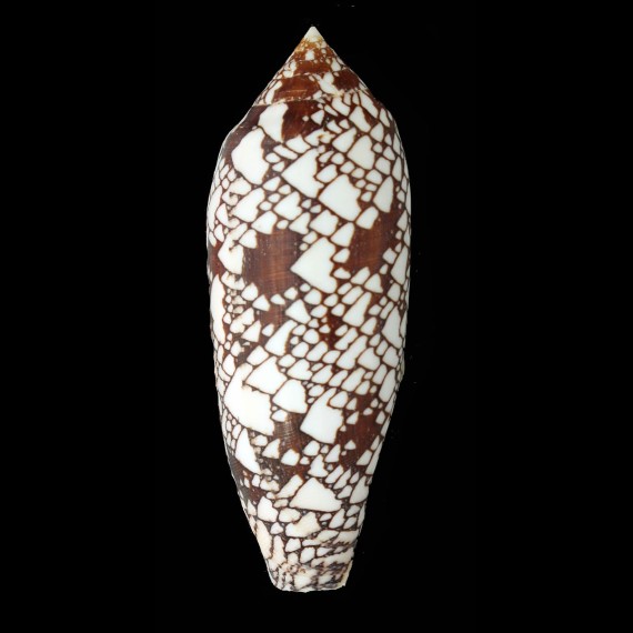 aulicus 122,7mm