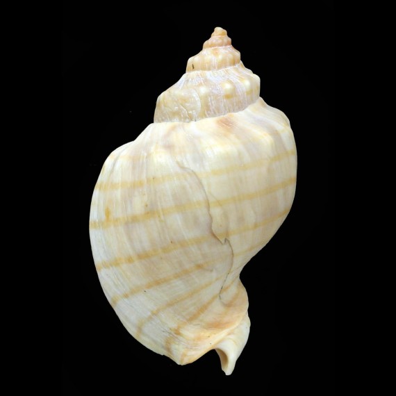 signa 53,2mm BIG