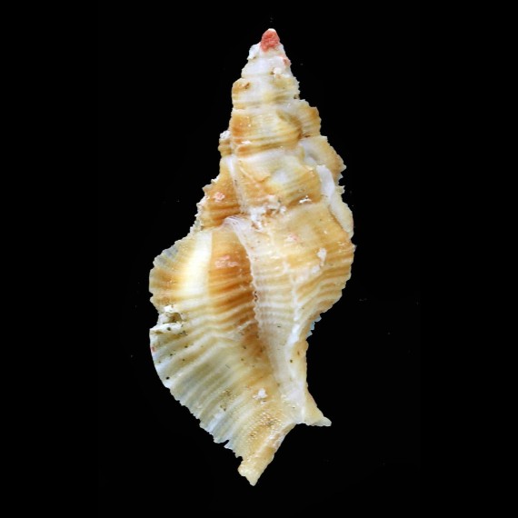 laurae 40,3mm RARE