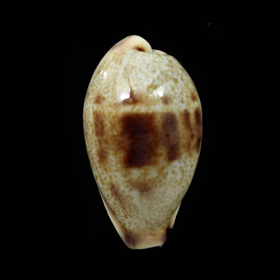 walkeri surabajensis 27,8mm