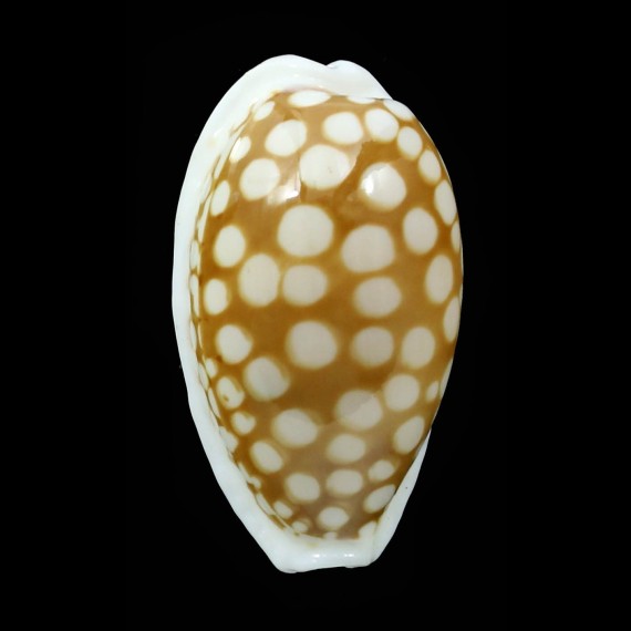 cribraria 34,6mm