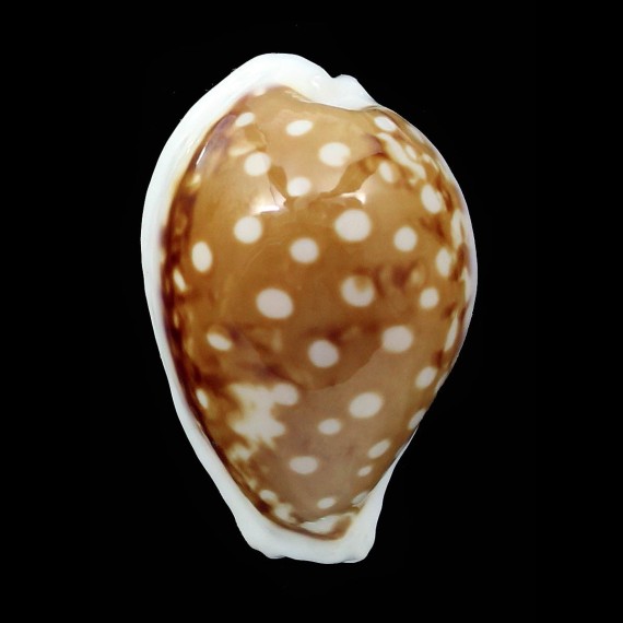 rottnestensis 29,7mm SUPERB