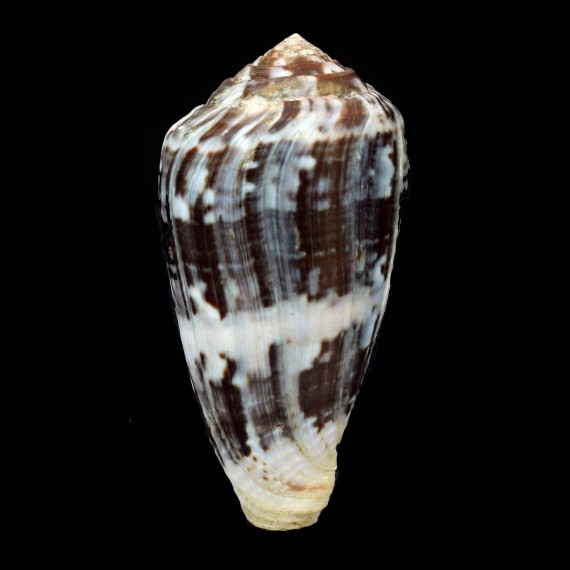 ermineus testudinarius 74,8mm