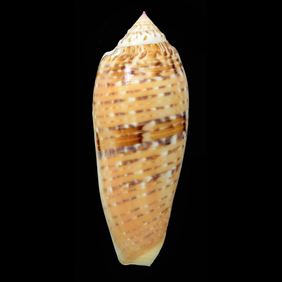 dusaveli 86,0mm