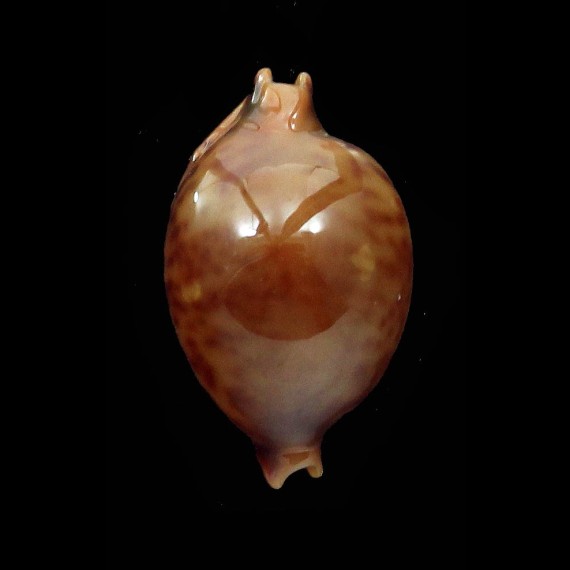 globulus sphaeridium 21,1mm