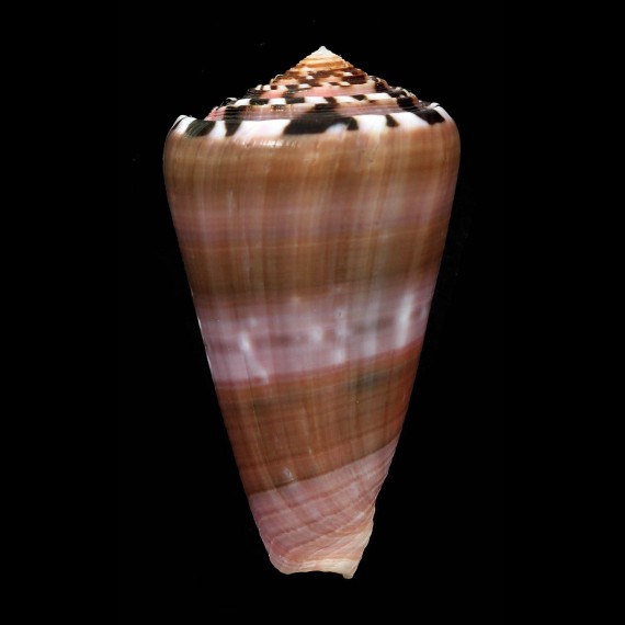 gauguini 66,3mm SPLENDID