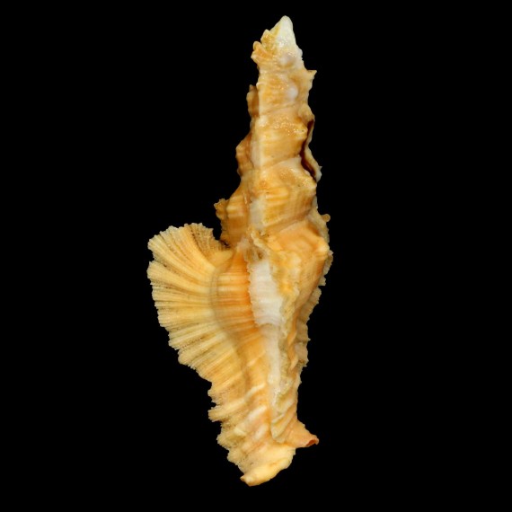elongatus