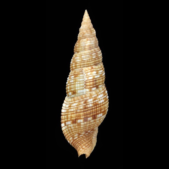 sowerbyi 85,6mm