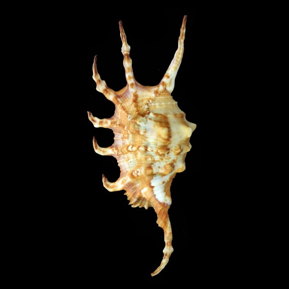 scorpius 148,2mm SUPERB
