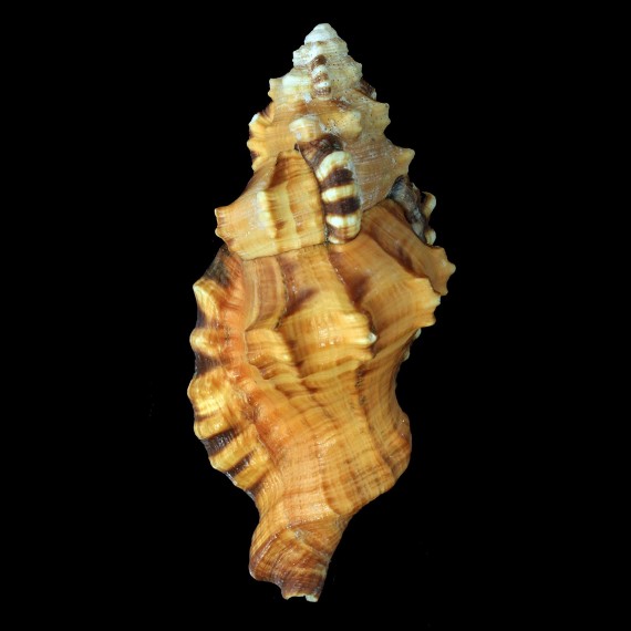 lotorium 141,7mm