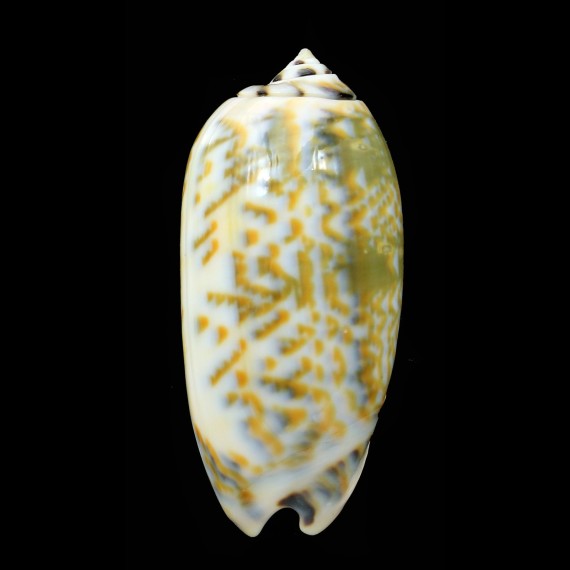 tricolor palawanensis 56,6mm