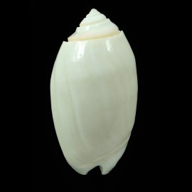 amethystina albino 49,5mm