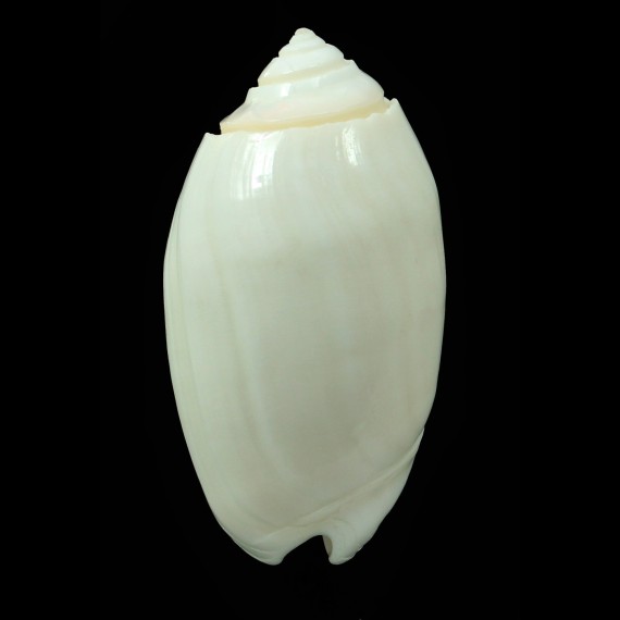 amethystina albino 49,5mm