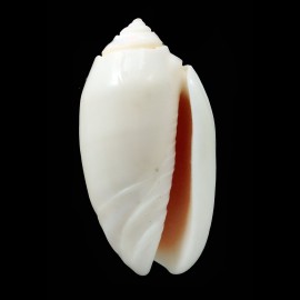 amethystina albino 49,5mm