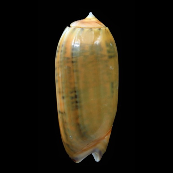 irisans chrysoides 61,0mm BIG