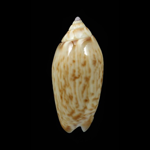 kaleontina 35,2mm