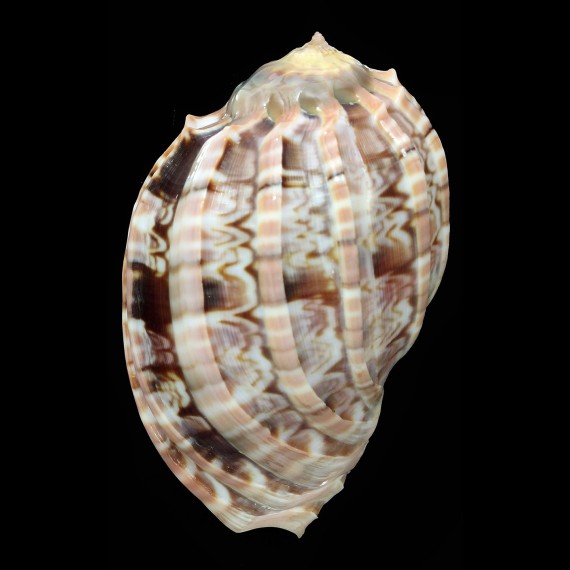 harpa major 76,2mm NICE