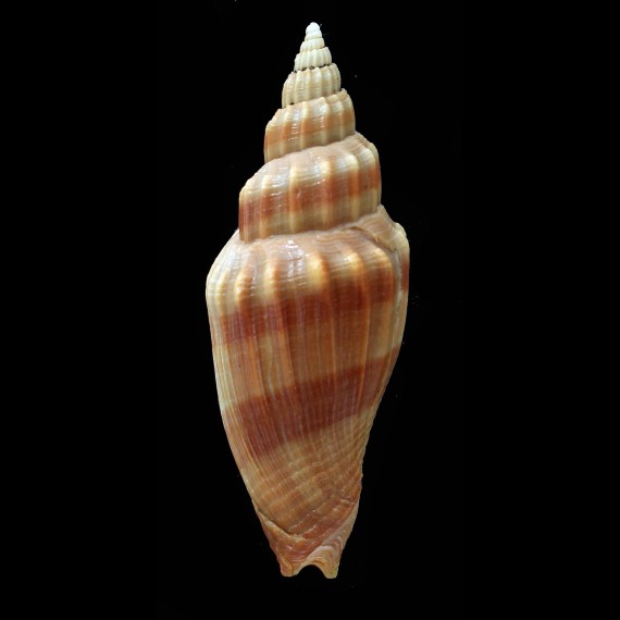 queketti 57,6mm