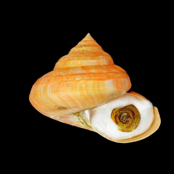 teramachi