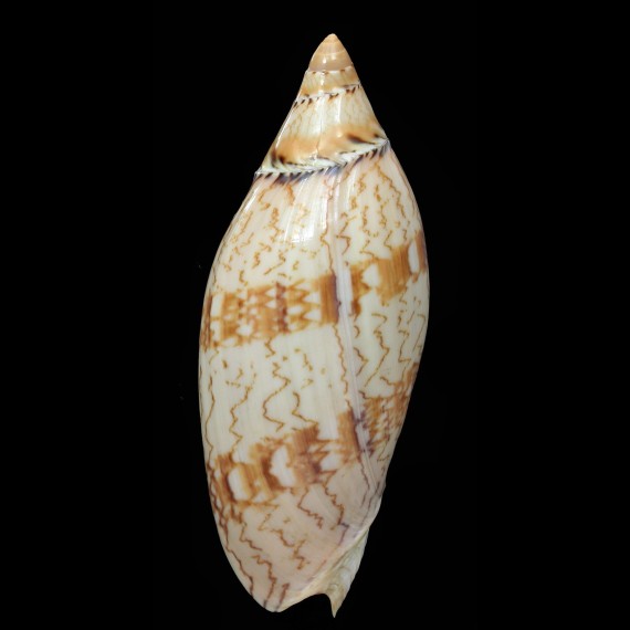 damonii ludbrookae 103,0mm
