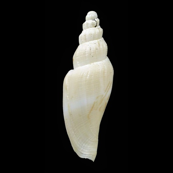 minima 33,0mm VERY RARE