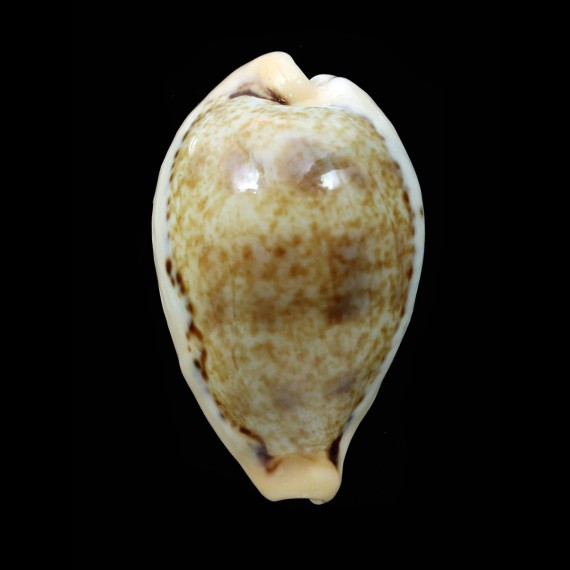 hungerfordi 40,8mm BIG