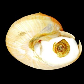 teramachi