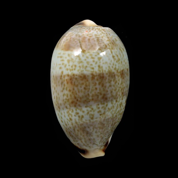 errones 33,3mm