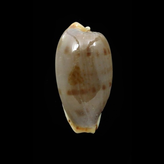 rabaulensis 23,3mm SUPERB