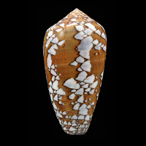 pennaceus behelokensis 66,2mm