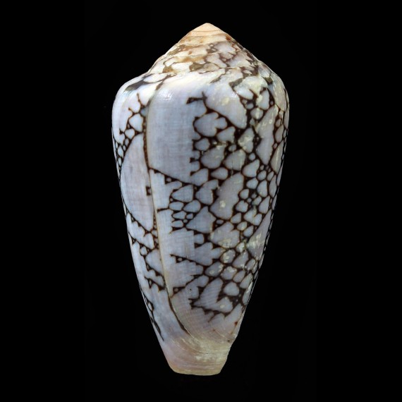 pennaceus bazarutensis 57,1mm