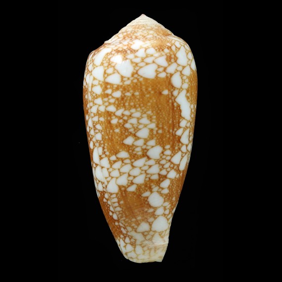 omaria viperinus 62,2mm BIG